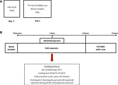 Brown fat triglyceride content is associated with cardiovascular risk markers in adults from a tropical region